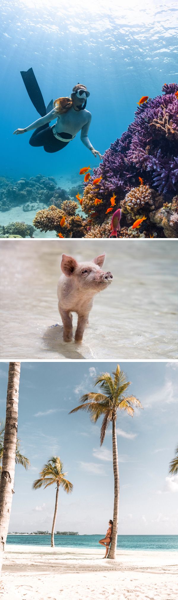 <p>Bahamas</p>
